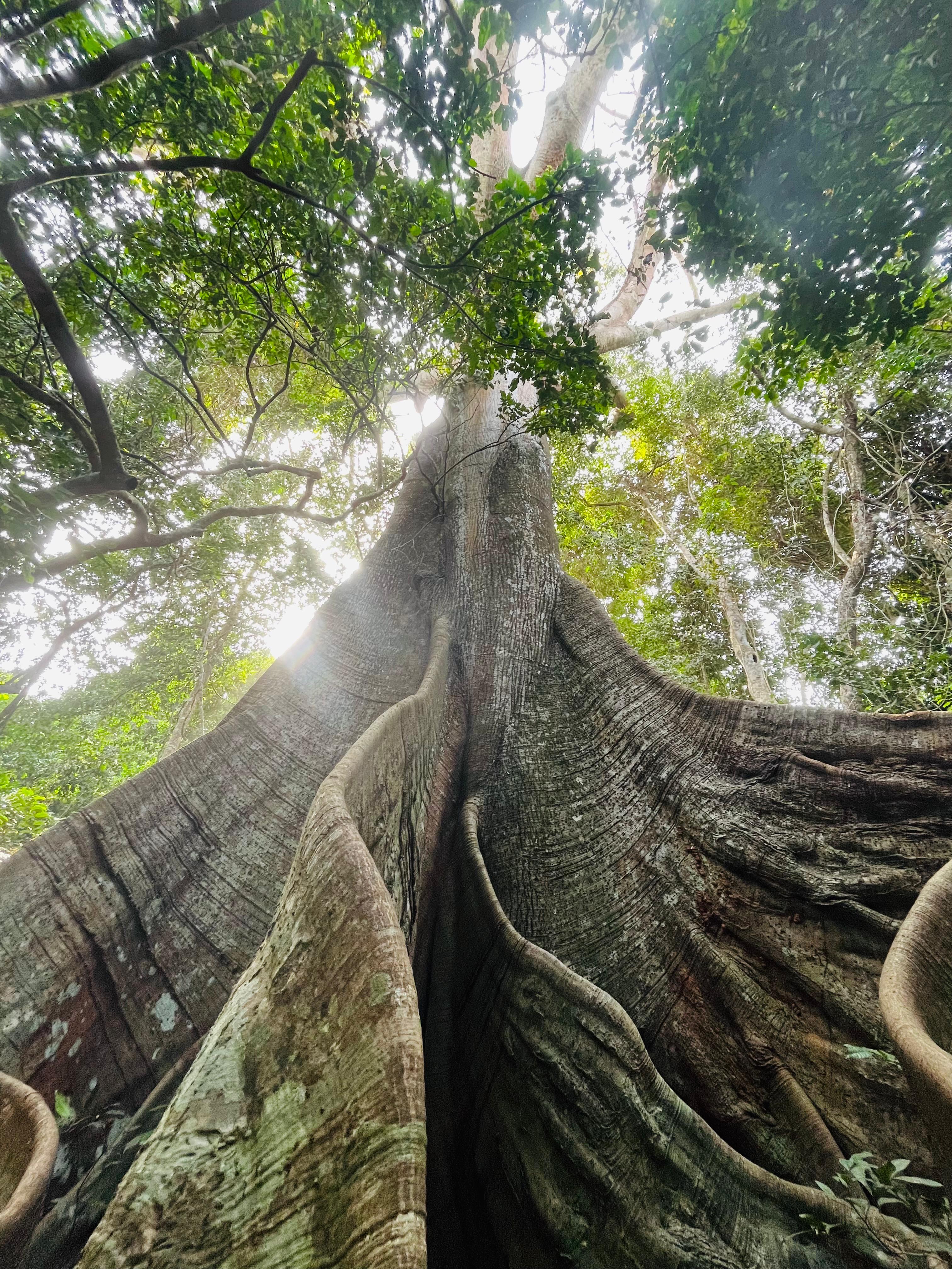 Sustainable forestry and community development